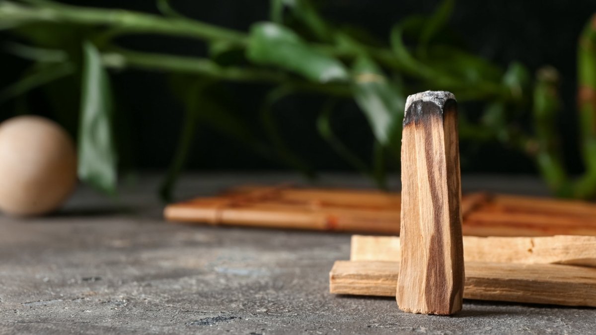 Palo santo: para qué sirve y cómo usarlo - Descubre la madera