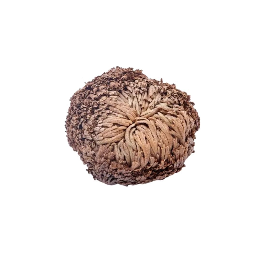 Rosa de Jericó - Mystical Tienda